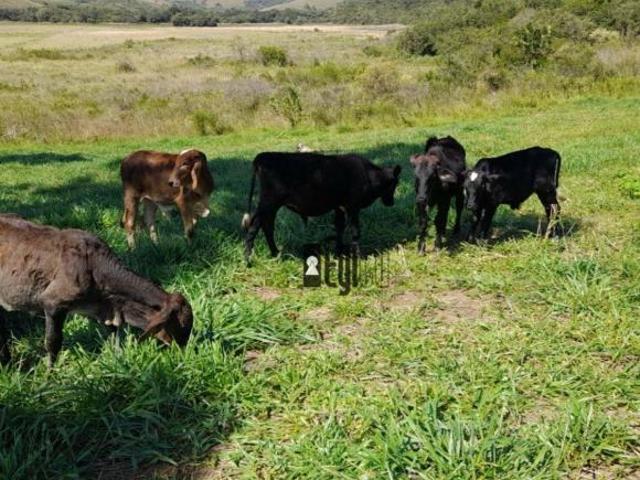 Fazenda à venda, 385000 m² por R$ 650.000,00 Zona Rural Liberdade/MG