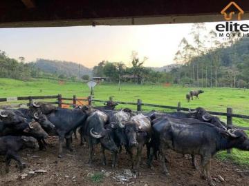 Fazenda à venda, 4300000 m² por R$ 3.500.000,00 Tagaçaba de Cima Guaraqueçaba/PR