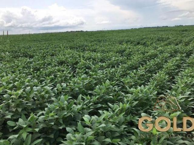 FAZENDA A VENDA