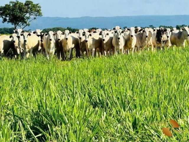 Fazenda à venda, 8006600 m² por R$ 35.000.000,00 Zona Rural Rosário Oeste/MT