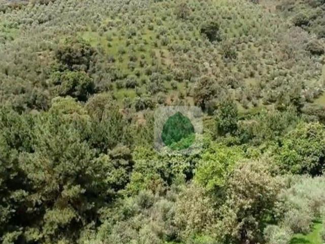 Fazenda à venda, 820000 m² por R$ 8.000.000,00 Caquende Delfim Moreira/MG