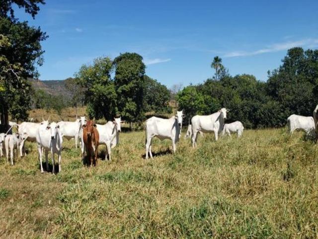 Fazenda a venda, Caipônia, Goiás, 886 Hectares, 25 Milhões