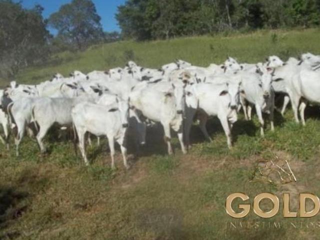 Fazenda a venda Camapuã MS