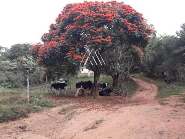 Fazenda á venda de 38 hectares com poço semi artesiano e lagoa em Oliveira MG!