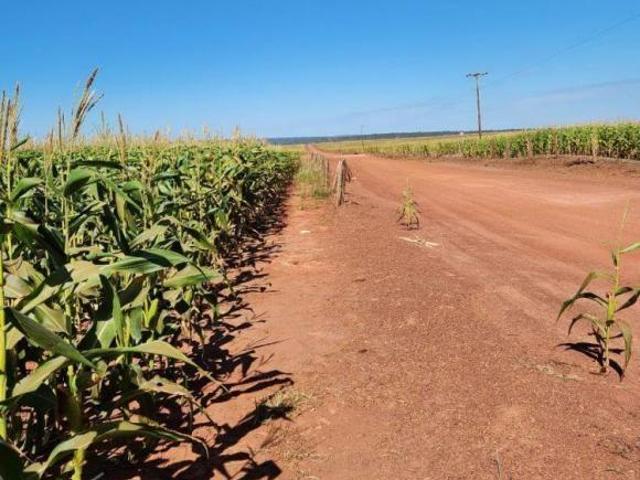 FAZENDA A VENDA E ARRENDAMENTO EM RONDONÓPOLIS MT!