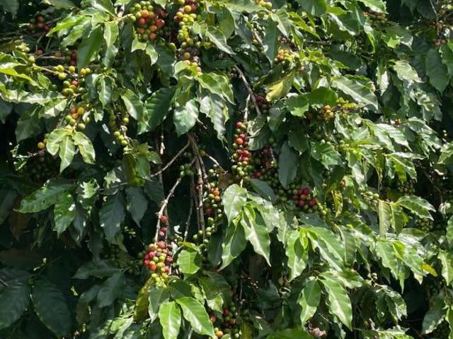 Fazenda à Venda em Caconde – Interior de São Paulo H1