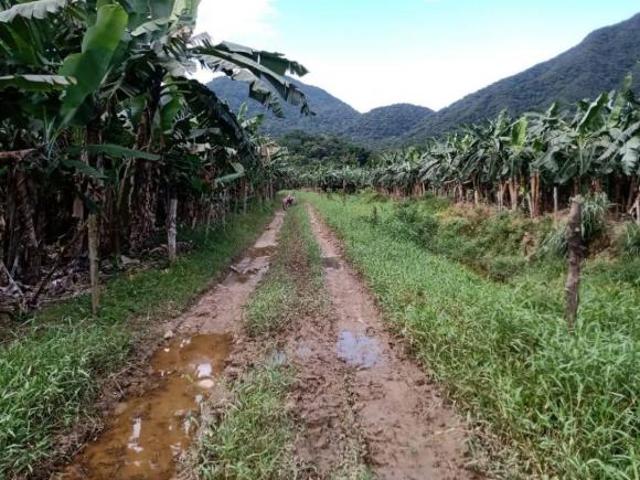 FAZENDA À VENDA EM CANANÉIA,SP COD: 6185 F: 11 97302 9229 CESAR