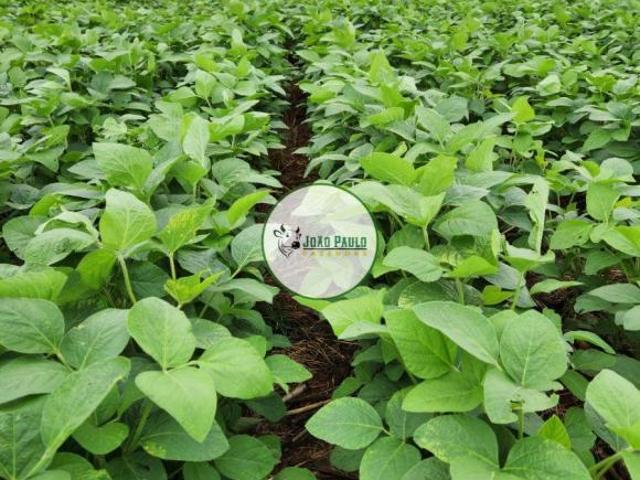 Fazenda a venda em Barro Alto Goiás 1.577 Hectares 1.084 Ha em lavoura