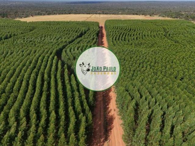 Fazenda a venda em Buritizeiro MG 310 Hectares 80 hectares de eucalipto plantado