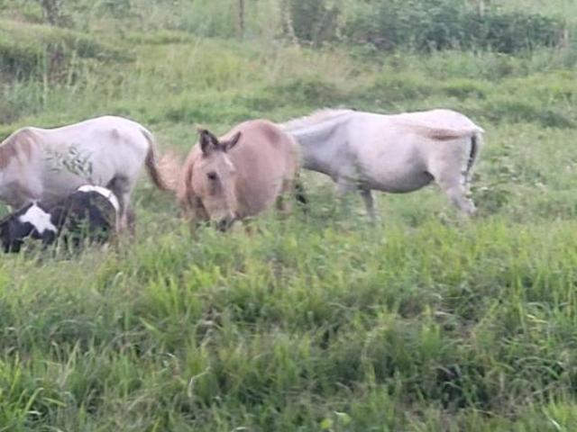 Fazenda à venda em Guaxupé/MG