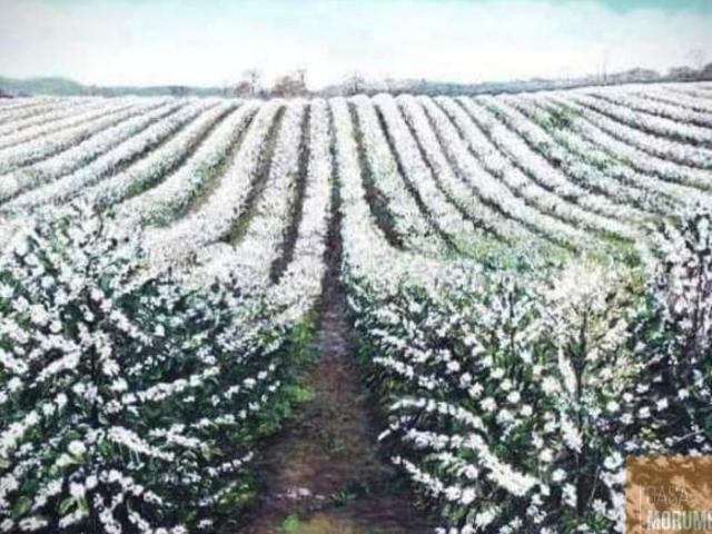 Fazenda à venda em Fortuna de Minas MG: 1 quarto e 1.330,00 hectares de área