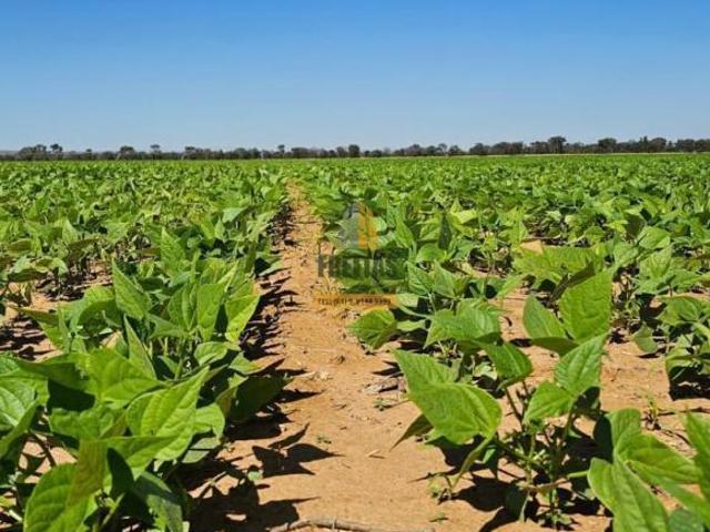 Fazenda à Venda em João Pinheiro MG – 667 ha com 4 Pivôs e 158 ha Irrigados porteira fechada