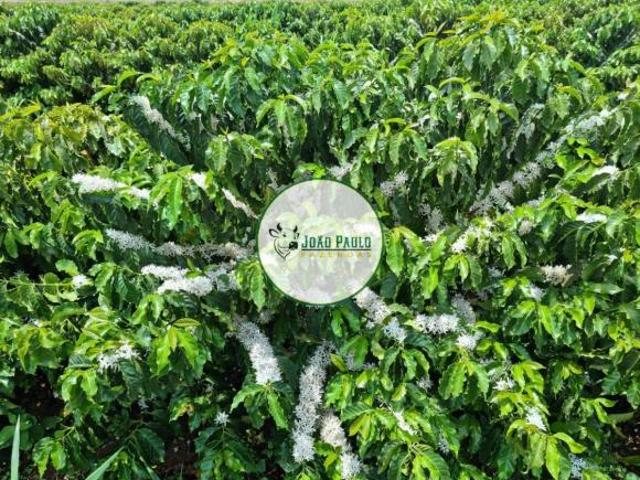 Fazenda a venda em Joao Pinheiro MG 500 Hectares 350ha plantando café