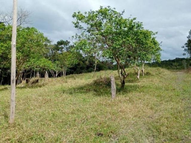 FAZENDA À VENDA EM JACUPIRANGA, SP * COD: 6243 F: 11 97302 9229 CESAR