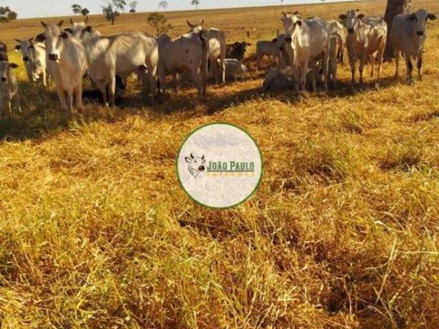 Fazenda a venda em Sao Francisco de Sales MG 252 Hectares Alto potencial