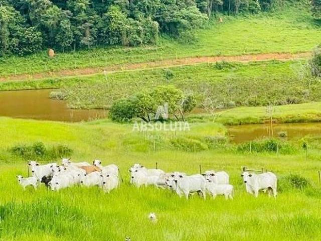 Fazenda à venda, Hermilo Alves Carandaí/MG