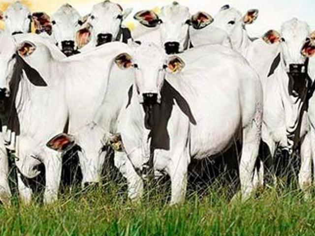 Fazenda a venda, Mato Grosso, General Carneiro, 2.950 Hectares 38 Milhões