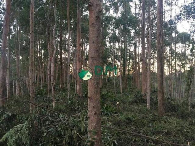 Fazenda à venda, Manoel Gomes Cajati/SP
