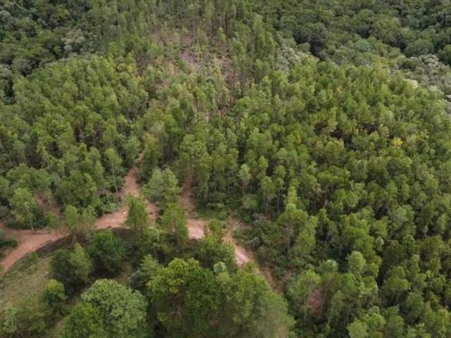 Fazenda à Venda no CHARCO, Delfim Moreira MG 240 Ha, Madeira Pinus/Eucalipto e Heliponto | Fazen