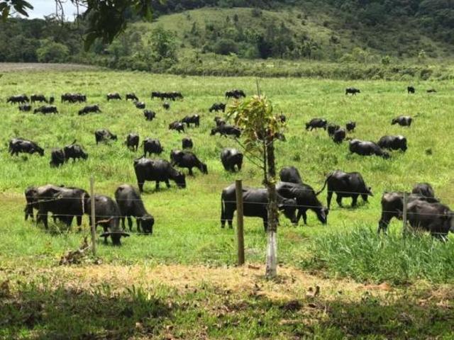 Fazenda à Venda no Vale do Ribeira, Iguape SP