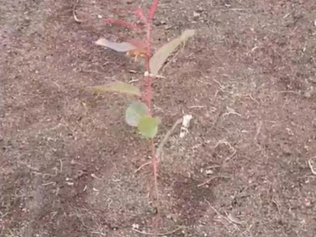 Fazenda à venda na Comarca de Pedra Azul