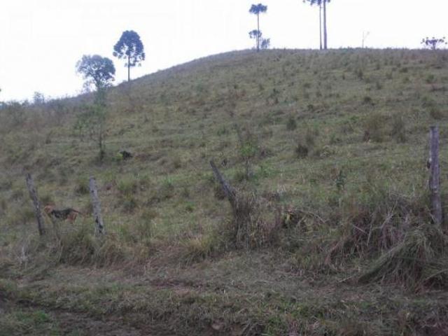 FAZENDA A VENDA NA PECUÁRIA PRÓXIMO CURITIBA PR!