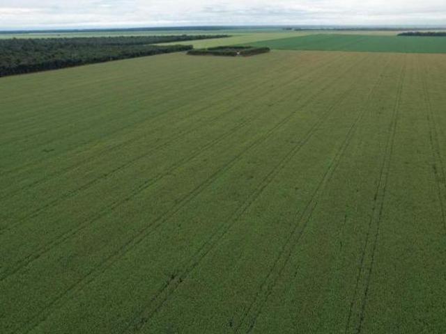 FAZENDA A VENDA NA REGIÃO DE SANTA CARMEM MT!