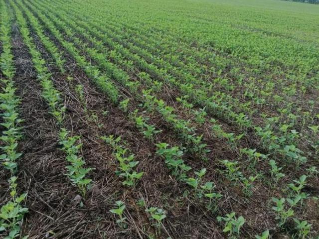 FAZENDA À VENDA – NIQUELÂNDIA / GO