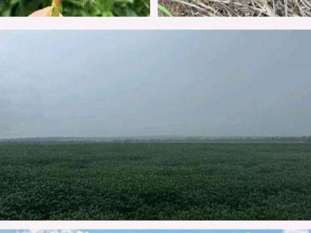 FAZENDA A VENDA PARA INVESTIDORES REGIÃO DE GAÚCHA DO NORTE MT!