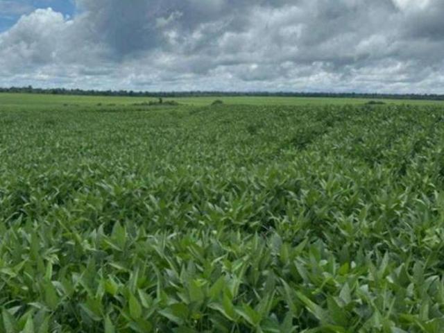 FAZENDA A VENDA PARA INVESTIDORES REGIÃO DE GAÚCHA DO NORTE MT!
