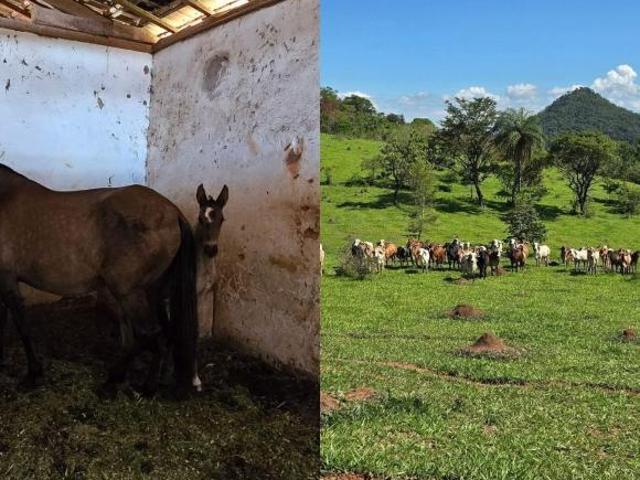 Fazenda à venda, Trigo, Passa Tempo, MG
