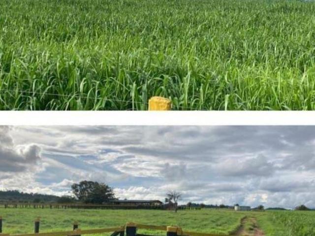 FAZENDA AGRÍCOLA E PECUÁRIA JUARA/MT