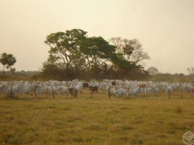 FAZENDA ALTA PRODUÇÃO PECUARIA