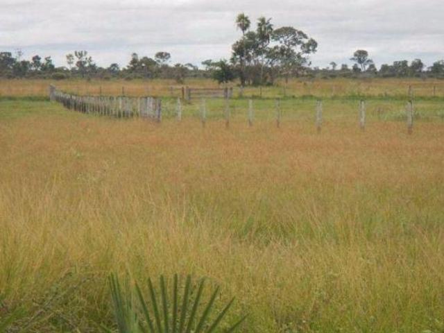 FAZENDA ALTA PRODUÇÃO PECUARIA
