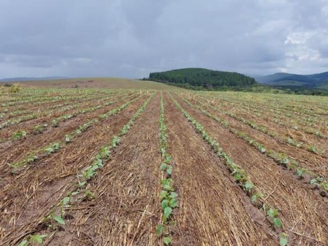 Fazenda _ área de 650 hectares _ Agricultura e Pecuária_ Região de Andrelândia/MG