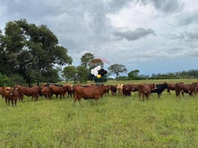 Fazenda Área Rural a Venda em Alegrete Lavoura Arroz e Soja