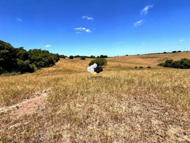 Fazenda Área rural de 284 Hectares à Venda Ibaré Lavras do Sul RS