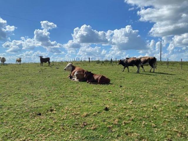 Fazenda, Área Rural, Santiago, RS