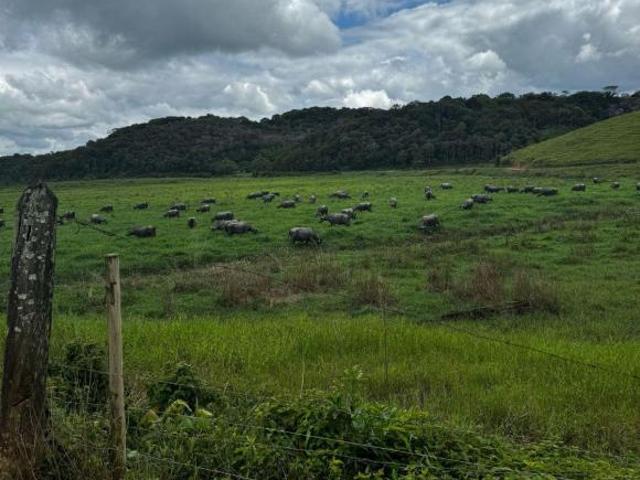 FAZENDA BELA VISTA EM REGISTRO SP COD: 6014 F: 11 97302 9229 CESAR