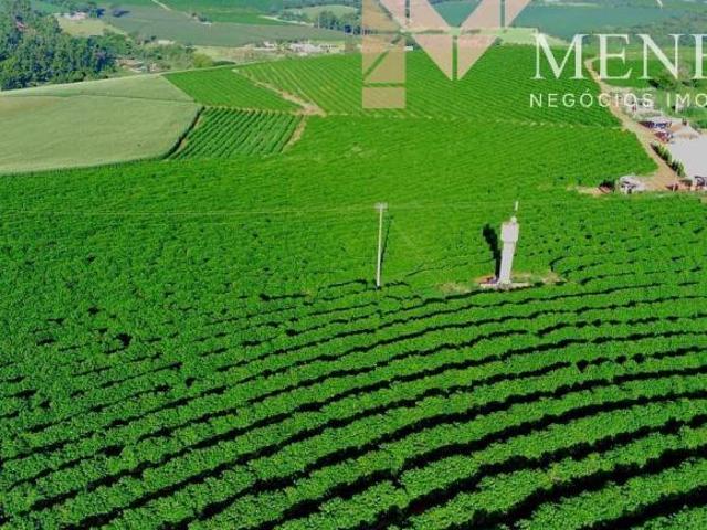 FAZENDA CAFEEIRA SÃO GONÇALO DE SAPUCAÍ/MG