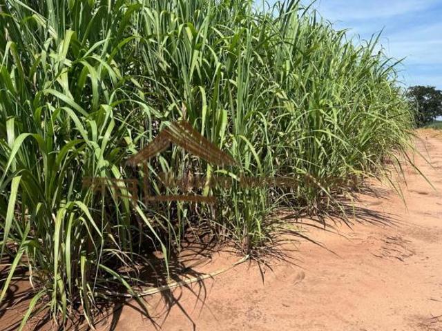 Fazenda com 40 alqueires na Região de Cerqueira César