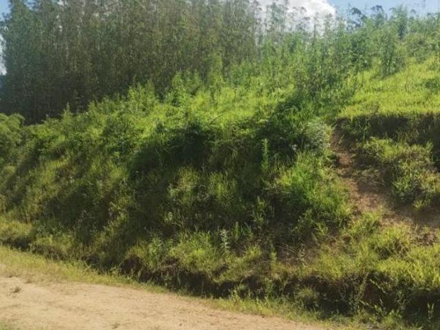 Fazenda com 50 alqueires de pasto
