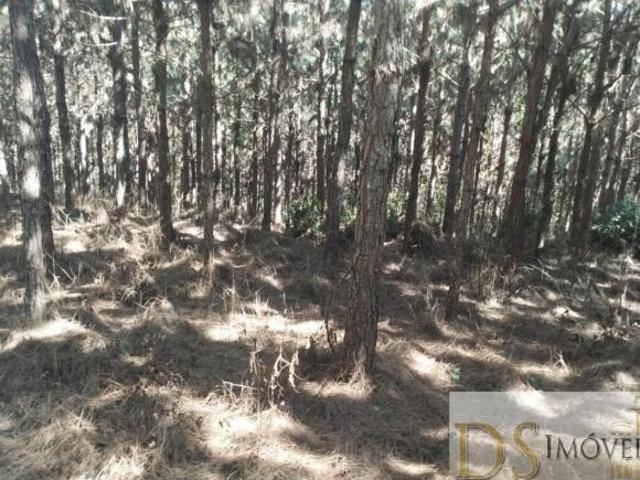 Fazenda com 100 alqueires de pinus à venda em Itapirapuã Paulista/SP: oportunidade única!