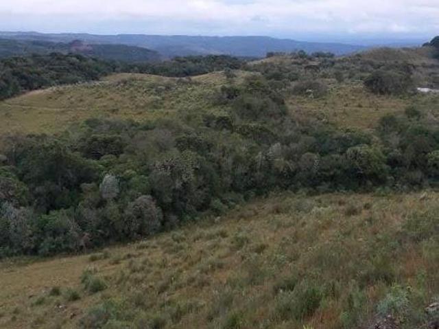 FAZENDA COM 131ha EM JAQUIRANA/RS