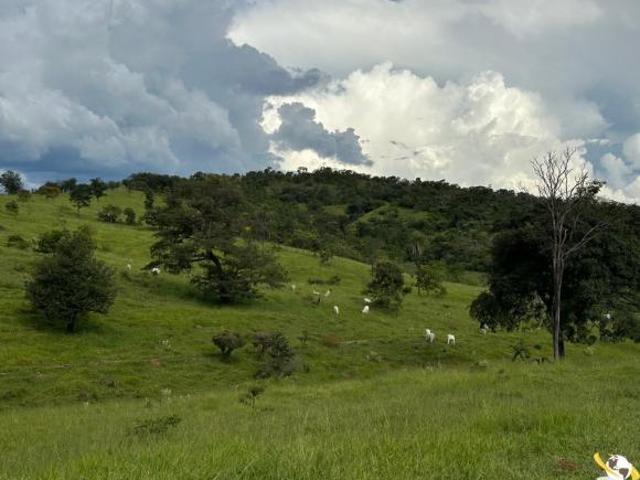 FAZENDA COM 148HEC EM ESTRELA DO SUL– Acesso 100% Asfalto!