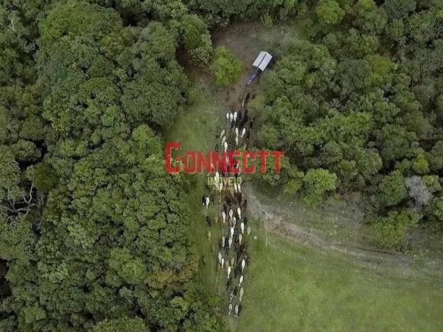 Fazenda com 1 dormitório à venda, m² por R$ 45.000.000,00 Zona Rural Pimenta/MG