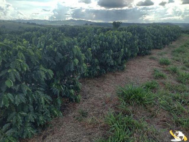 FAZENDA COM 205HEC PRA CAFÉ BEIRA RIO DOURADOS