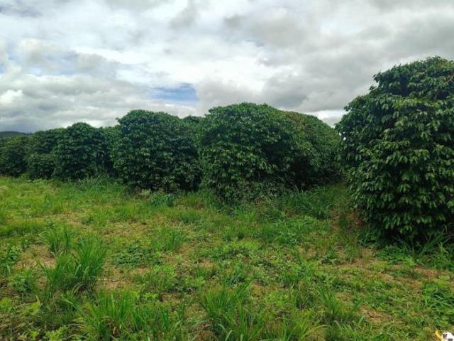 FAZENDA COM 260HEC PRA CAFÉ DE ALTA PERFORMANCE EM PATOS