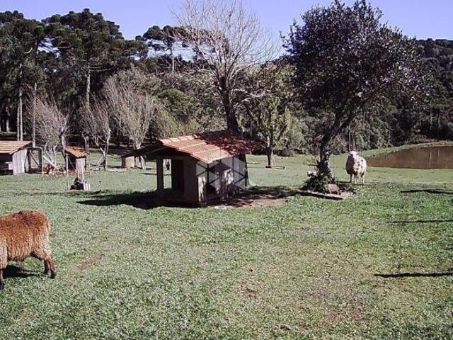FAZENDA COM 2 DORMITÓRIOS EM SÃO FRANCISCO DE PAULA RS, VÁRZEA DO CEDRO