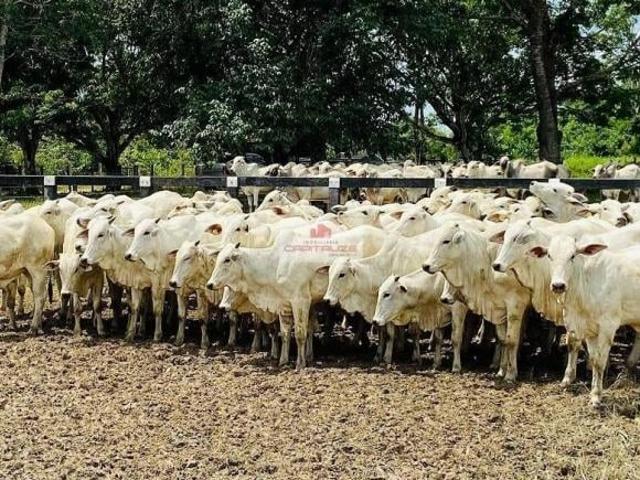 Fazenda com 34000 hectares, na região de Alta Floresta, com sede completa
